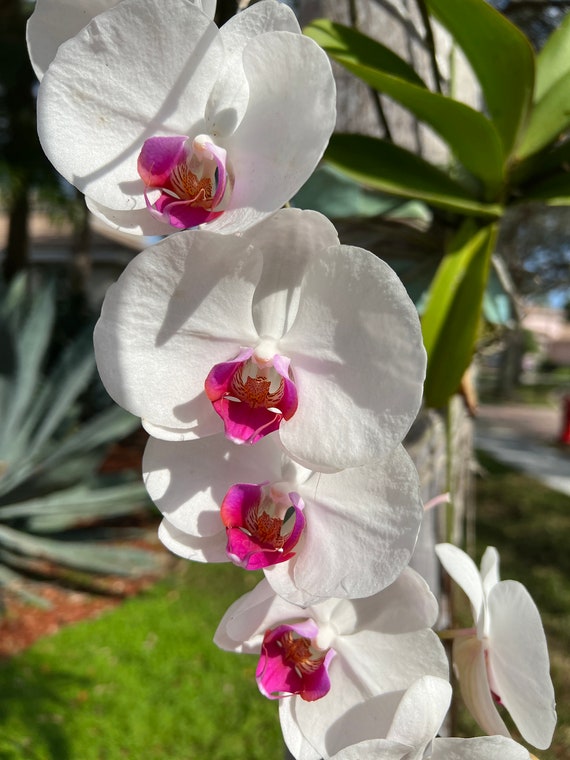 Orquídeas blancas con estampado de arte rosa orquídeas de - Etsy México