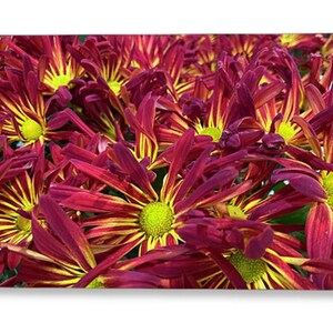 Carte de voeux de marguerites rouges. Marguerites rouges bordeaux avec un centre jaune. Carte de voeux colorée. Cadeau pour les amateurs de marguerites.