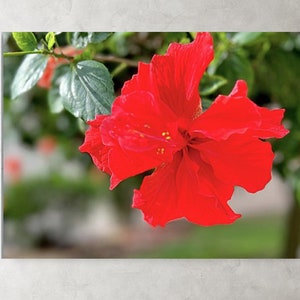 Hibiscus Star of the Garden canvas print.  Orange Red Flower wall art. Spring Flower Canvas Print