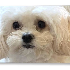 Maltipoo-wenskaarten. Blanco binnenkant en kan worden aangepast. Hondenliefhebbers cadeau.