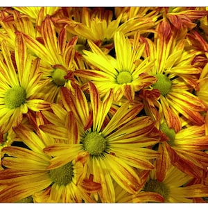 Yellow Daisies Art Print. Chrysanthemums with Green Centers Art Print, Yellow Petals with Orange Fringe Wall Decor. Floral Lovers Wall Art,