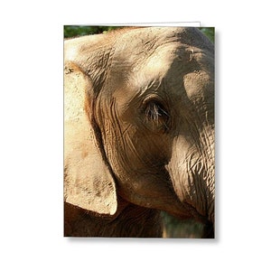 Biglietto di auguri Elephant Eye Close Up. Biglietto di auguri Elephant Face Safari Lover. Regalo Elephant Lover. Botswana, Sudafrica.
