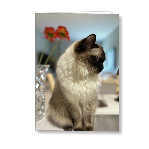 Ragdoll Cat-wenskaart. Crèmekleurige pluizige kat poseren. Cadeau voor kattenliefhebber.