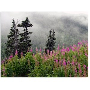 Alaska Pines and Wildflowers Metal Print. Skagway, Alaska Scenic Mountain View.