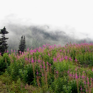 Alaska Mountain Wildflowers Art Print. Tongass National Forest Art Print, Alaska Wilderness Print, Skagway, Alaska Scenic Mountain View,