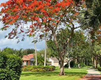 Poinciana Tree Hand Signed Art Print 20 x 30 ".  Royal Poinciana Tree on a walking path. Colorful Flame Tree.