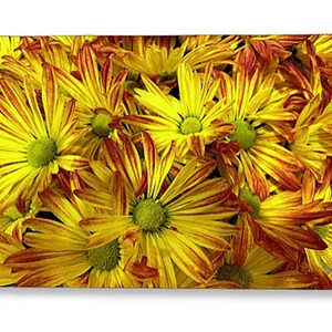 Carte de voeux de marguerites jaunes. Chrysanthèmes avec des centres verts. Carte de voeux d'automne de pétales jaunes avec frange orange. Carte pour les amateurs de fleurs