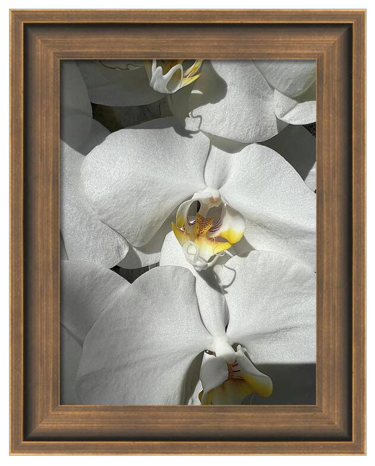 White Phalaenopsis Orchid Art Print: Moth Orchid With Yellow