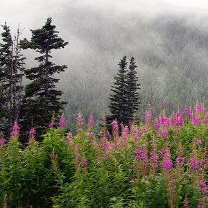 Alaska Mountain View Art Print: Tongass National Forest Wildflowers