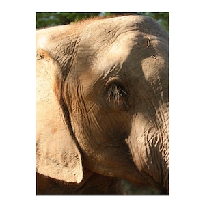 Elephant Eye Close Up Print. Elephant Face Print. Safari Lover&#39;s Wall Art. Elephant Lover&#39;s gift. Botswana, South Africa.