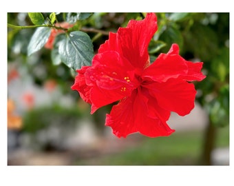 Hibiscus Star of the Garden Art Print. Red Orange Flower Wall Decor. Floral Lovers Wall Art,