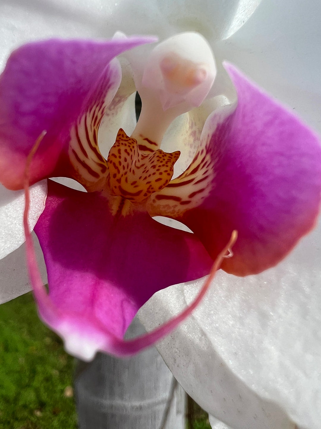 White Orchid With Pink Center Close up Art Print. Gift for Orchid