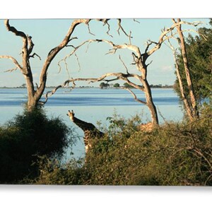 Biglietto di auguri Giraffe by the River. Biglietto di auguri Safari Lover. Interno vuoto e personalizzabile. Regalo Giraffe Lover. Botswana, Sudafrica.