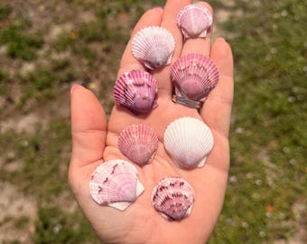 Media libra. Conchas de vieira de Sanibel. Varios colores. Clasificadas por color.