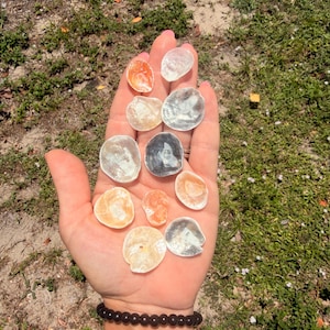 May include: A collection of eleven small, translucent, and iridescent seashells in various shades of white, cream, peach, and grey. The shells are rounded, thin, and display a natural pearlescent sheen, resting together in a palm-up hand.