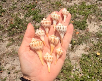 Conchas de caracol relámpago de media libra. Varios tamaños.