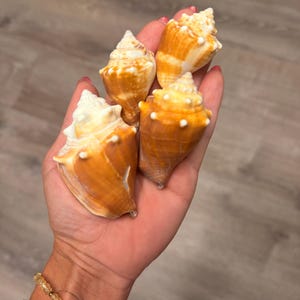 May include: A collection of four small, conical seashells with a smooth, glossy texture. The shells feature a vibrant orange and white colour pattern, with distinct spiral ridges and small, white, knob-like protrusions along the outer edges.