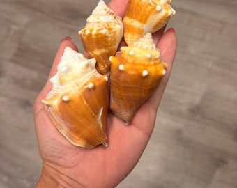 Caracolas de combate de Florida / 0,23 kg / Isla Sanibel / Colores naturales / Conchas artesanales / Conchas marinas de Florida recolectadas a mano