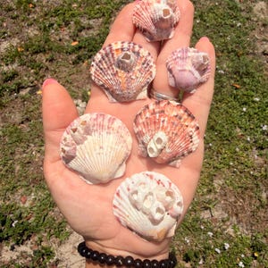 May include: A collection of six fan-shaped scallop shells, each featuring a unique pattern of ridges and varying shades of pink, orange, and white. Several of the shells have small, white, tubular barnacles attached to their textured surfaces.
