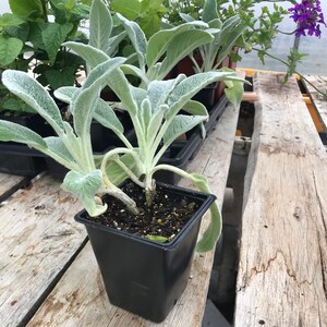 Lambs Ear Fuzzy Wuzzy Size 2 Pot Soft and Fuzzy Perennial with Purple Flowers Bees Love me image 2