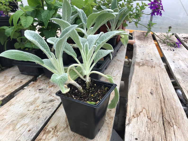 Lambs Ear Fuzzy Wuzzy Size 2 Pot Soft and Fuzzy Perennial with Purple Flowers Bees Love me image 2