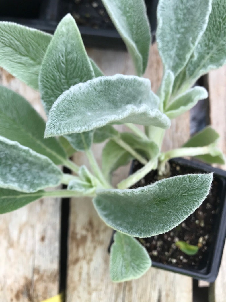 Lambs Ear Fuzzy Wuzzy Size 2 Pot Soft and Fuzzy Perennial with Purple Flowers Bees Love me image 1