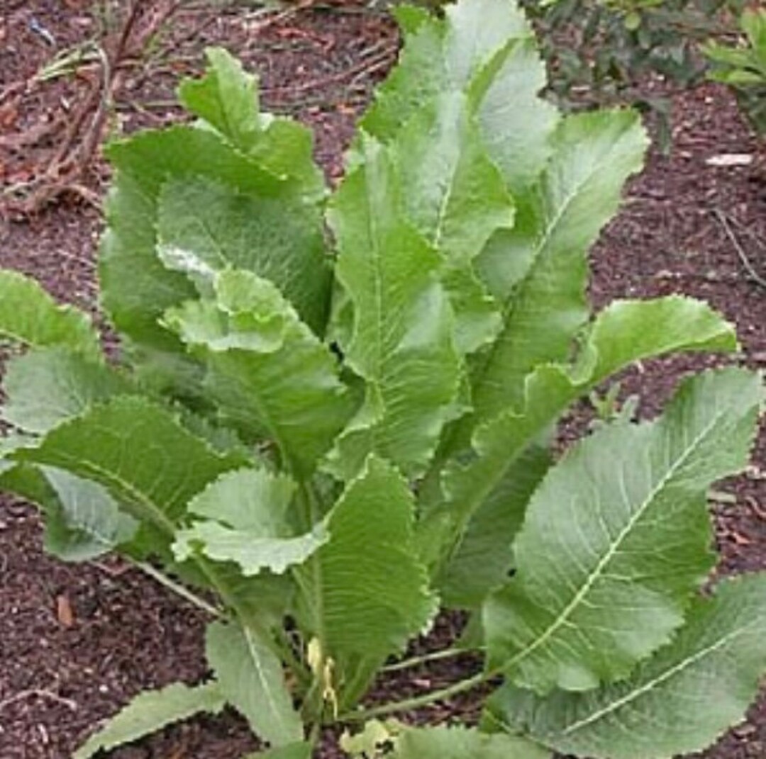 Bareroot TV Horseradish 2 Crowns Live Plants Roots Perennial Zones 39