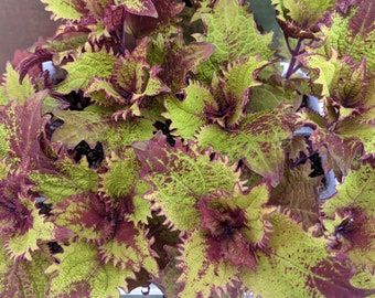 Coleus Bareroot Lebende Pflanze