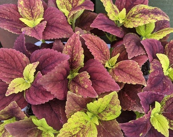 Coleus Bareroot Lebende Pflanze