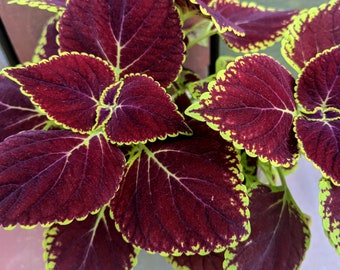 Coleus Bareroot Lebende Pflanze