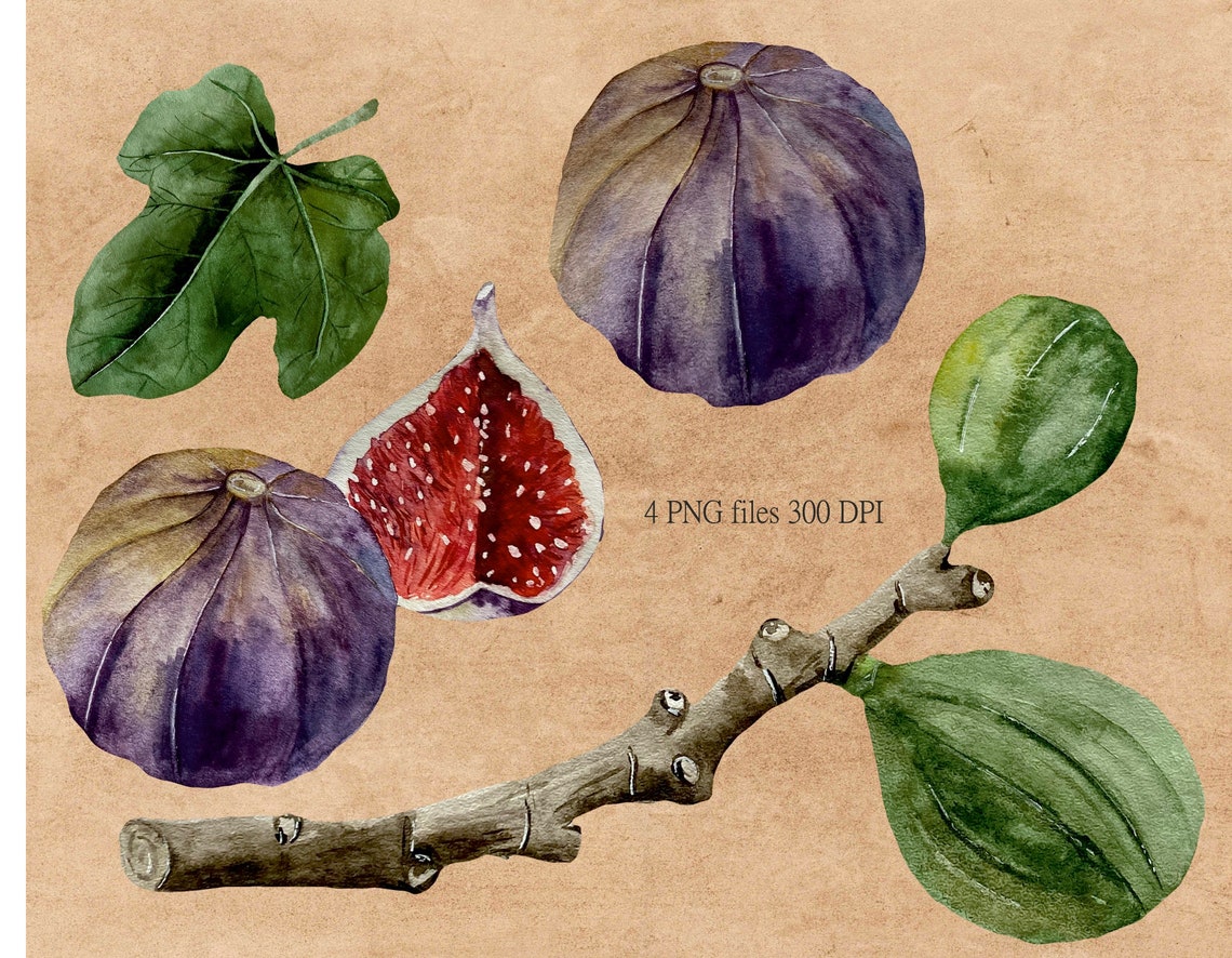 Watercolor Fig Branch and Leaf Clipart Fig Watercolor Art Etsy