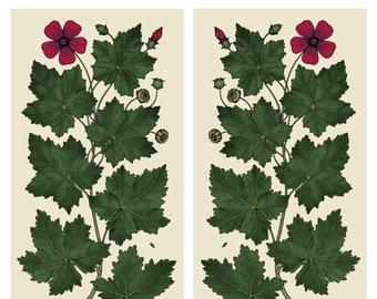 Malva assurgentiflora (Island Mallow) 18" x 9.5" Diptych Prints (Preorder)