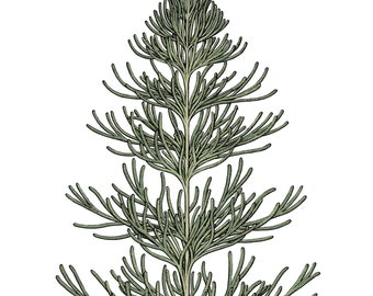 California sagebrush (Artemisia californica) Illustration 6" x 8" Print