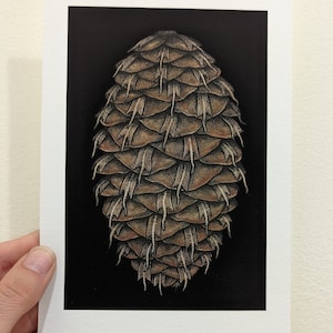 Pseudotsuga menziesii (Douglas fir cone) 5" x 7" illustration