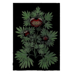 Paeonia californica (California peony) Print (10" x 14")