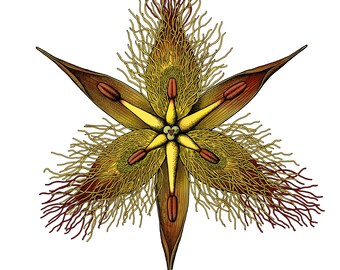 May include: A detailed illustration of a yellow star-shaped flower with red and brown accents. The flower has five petals and a central point with a small heart shape. The petals are fringed with thin, wispy hairs.