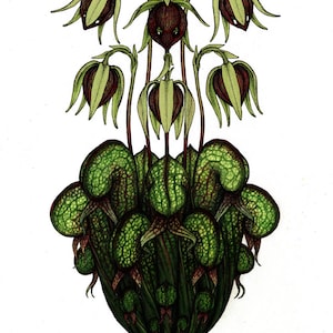 Darlingtonia californica (California Pitcherplant) 10" x 14" Print