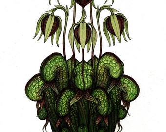 Darlingtonia californica (California Pitcherplant) 10" x 14" Print