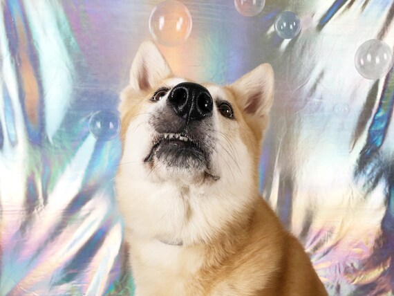 Flavored Edible Bubbles For Dogs