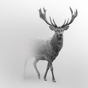 Light Grey Photo Wallpaper With Deer, Beautiful Misty Deer, Animals ...