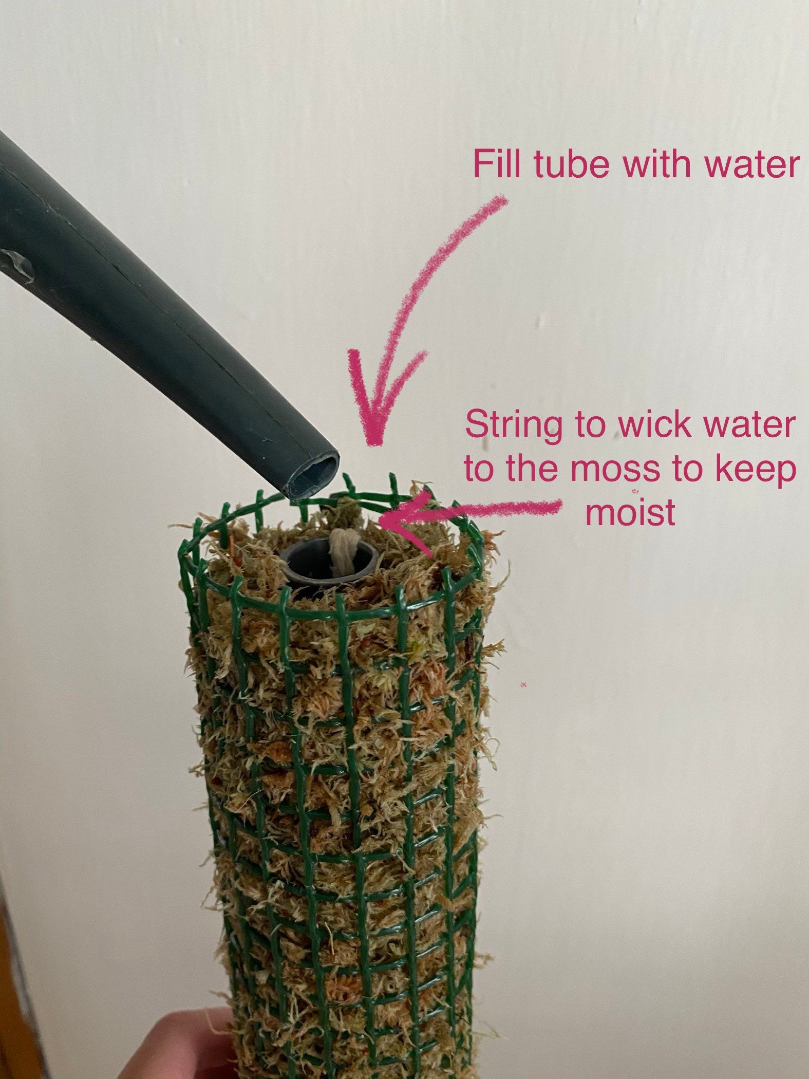 Self Watering Moss Pole 1/2 Metre / 50cm Tall Etsy UK
