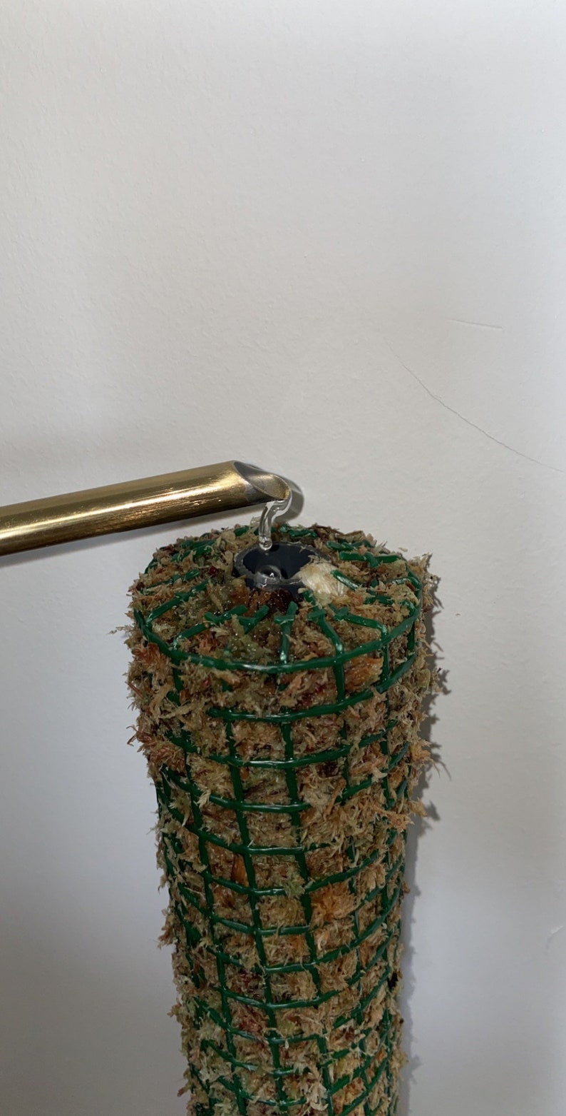 Self Watering Moss Pole 1/2 Metre / 50cm Tall Etsy UK