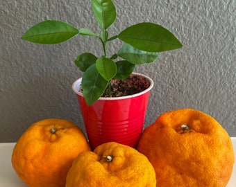 Satsuma mandarin seedling. Live tree sapling. Starter fruit tree from seeds.
