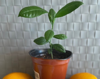 Meyer lemon seedling. Live Lemon tree sapling. Starter plant from seeds. Starter fruit tree.