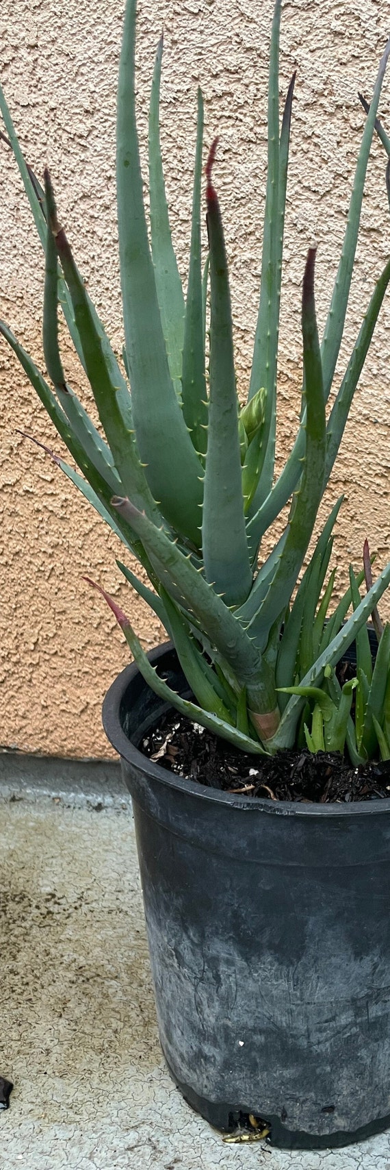 herbamedicus aloe vera balsam Super Kokos mit Aloe Vera für das Gesicht - natürliche Gesichtspflege main image 1