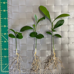 Meyer lemon seedling. Live Lemon tree sapling. Starter plant from seeds. Starter fruit tree.