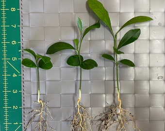 Meyer lemon seedling. Live Lemon tree sapling. Starter plant from seeds. Starter fruit tree.