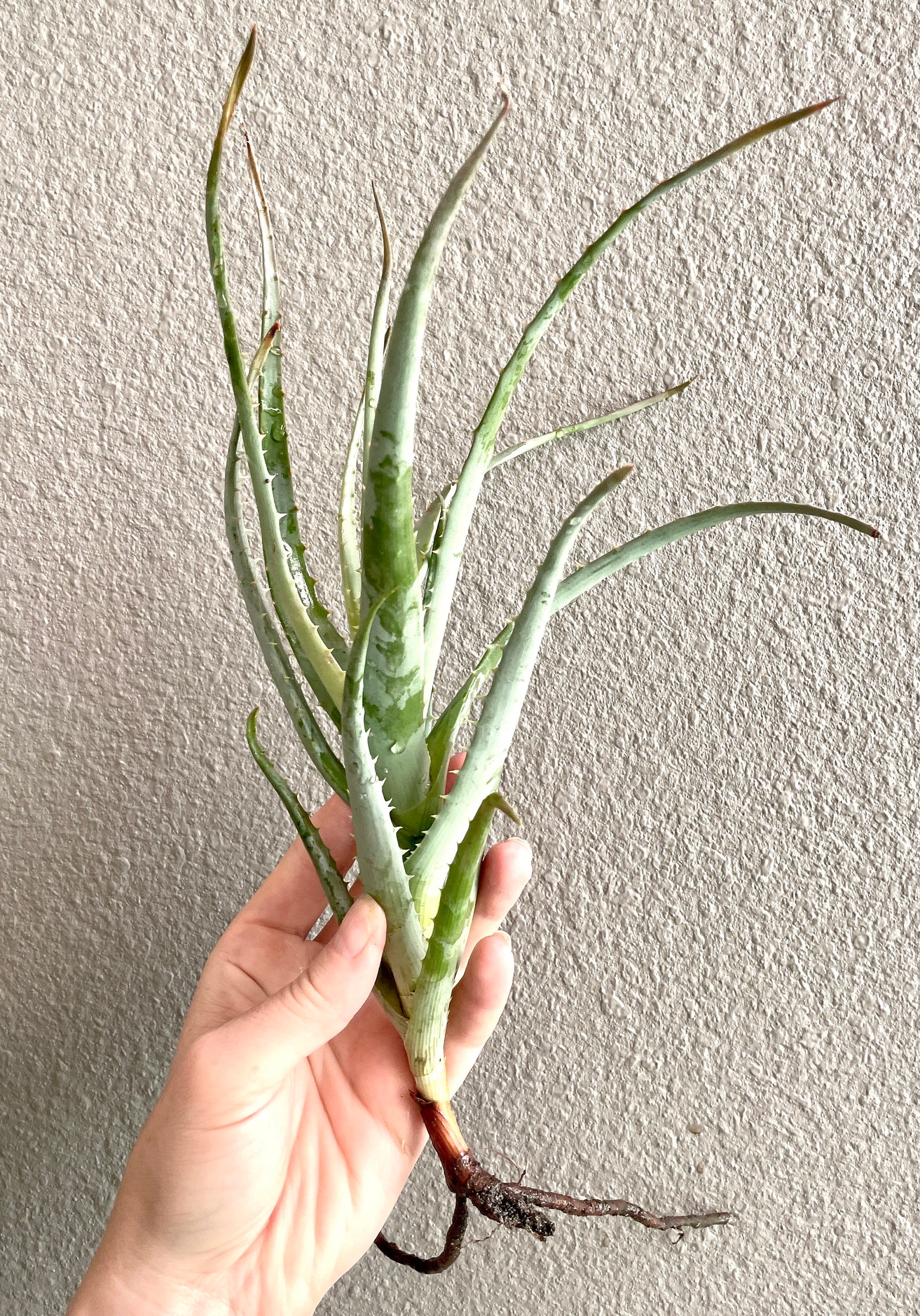 Blue Elf Aloe Plant. Succulent Plant. Drought Tolerant Palnt. | Etsy