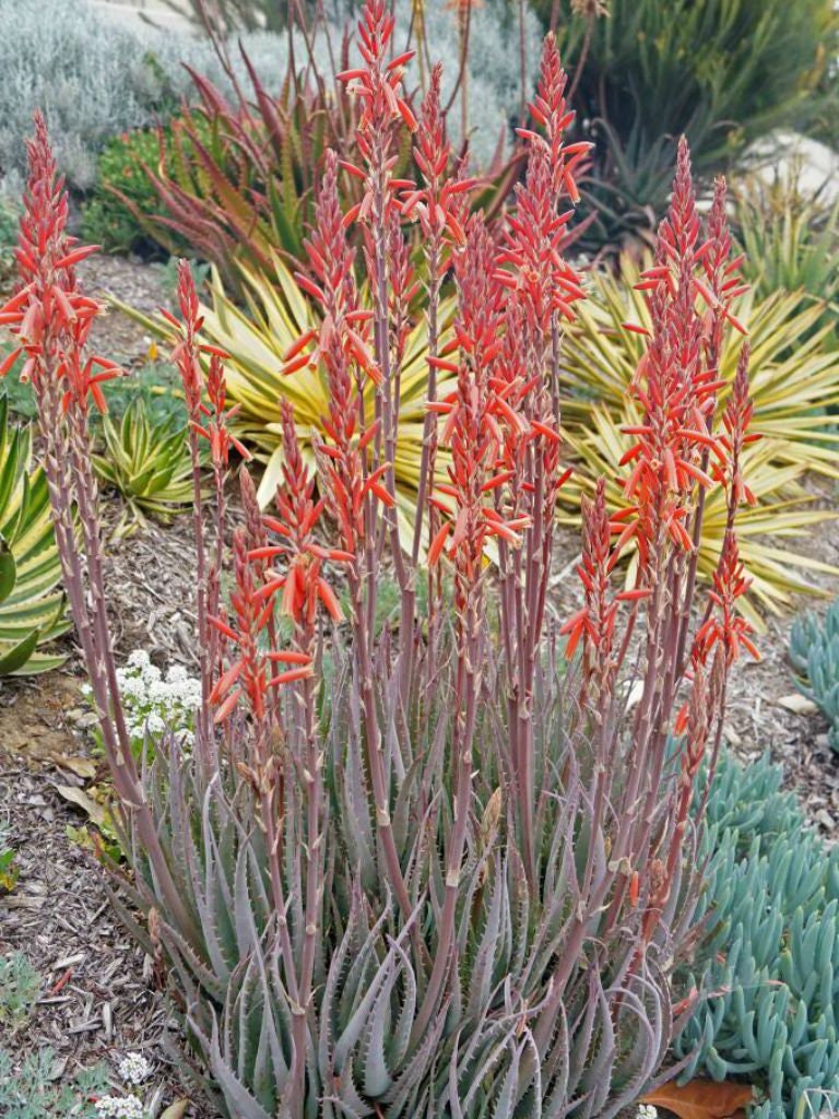 Blue Elf Aloe Plant. Succulent Plant. Drought Tolerant Plant. - Etsy