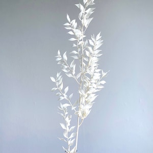 Dried Ruscus butcher&#39;s broom Ruscus dried flower in white pink apricot yellow pastel yellow light green dried flower bouquet wreath spring Easter